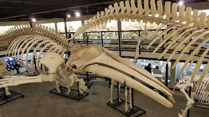 skeleton